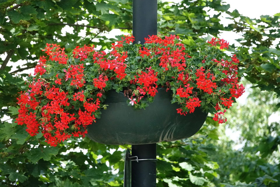 Blomsterampler I Sentrum